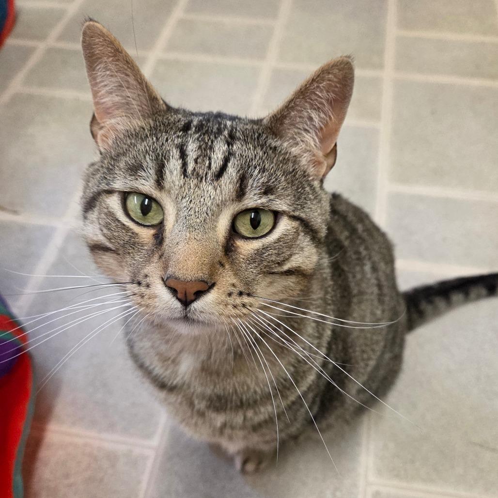 Enlarge Forrest Grump, a Adoptable Domestic Short Hair in Pontiac, IL image 2/5