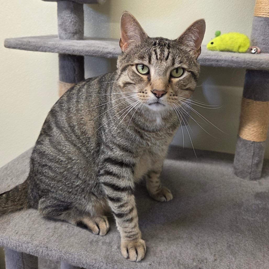 Enlarge Forrest Grump, a Adoptable Domestic Short Hair in Pontiac, IL image 3/5