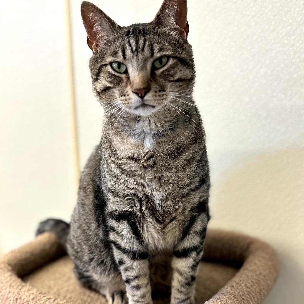 Enlarge Forrest Grump, a Adoptable Domestic Short Hair in Pontiac, IL image 4/5