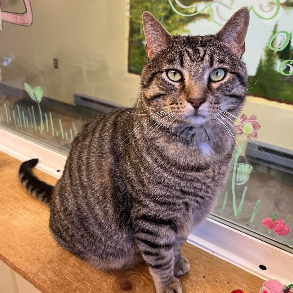 Enlarge Forrest Grump, a Adoptable Domestic Short Hair in Pontiac, IL image 5/5