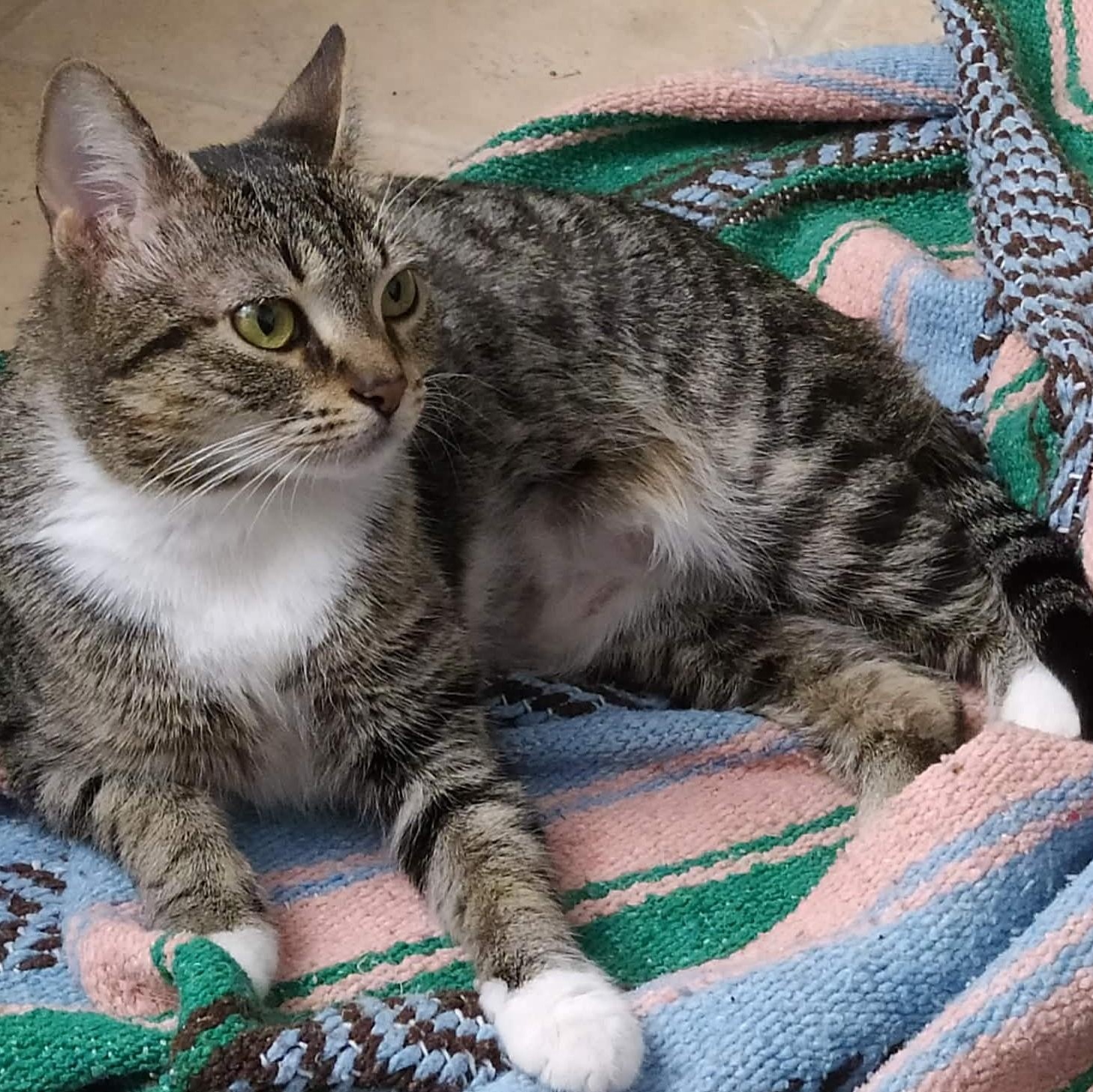 Enlarge Louise, an adopted mixed breed in Chicago, IL image 2/2