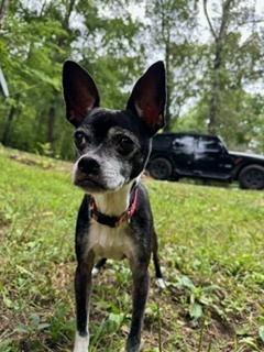 Oreo Blizzard-4390GA, Adoptable, Senior Female Boston Terrier & Rat Terrier.