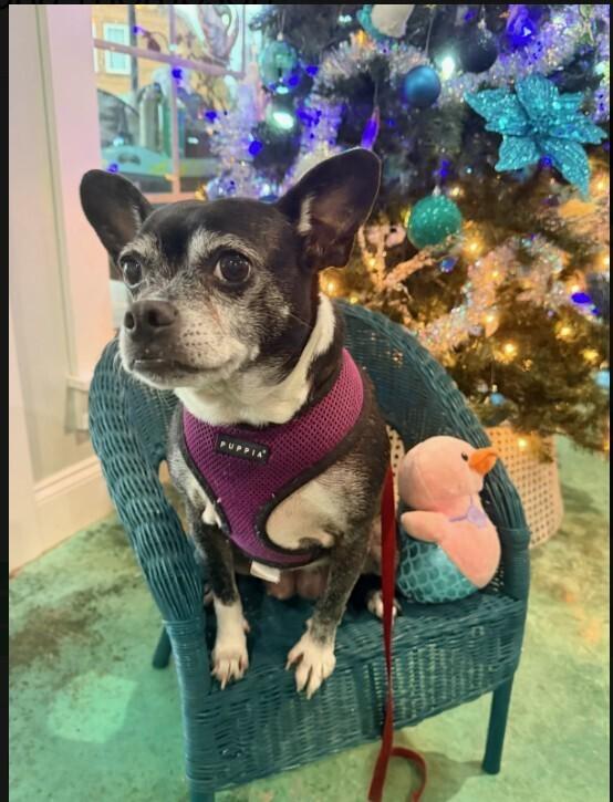 Oreo Blizzard-4390GA, a Adoptable mixed breed in Maryville, TN image 2/5