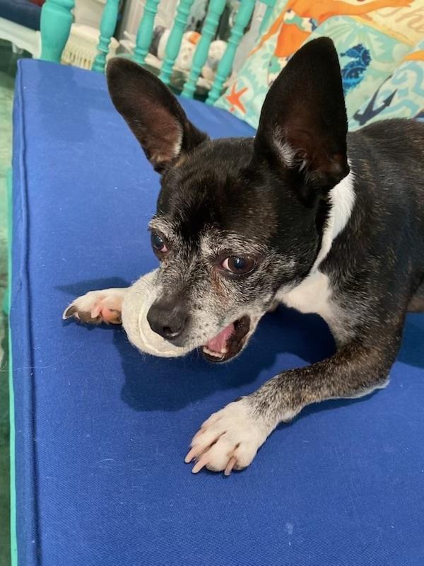 Oreo Blizzard-4390GA, a Adoptable mixed breed in Maryville, TN image 4/5