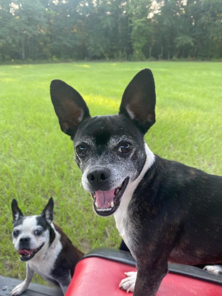 Oreo Blizzard-4390GA, a Adoptable mixed breed in Maryville, TN image 5/5