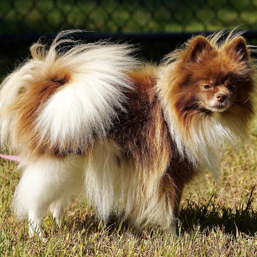 Coco, Adoptable, Adult Female Pomeranian.