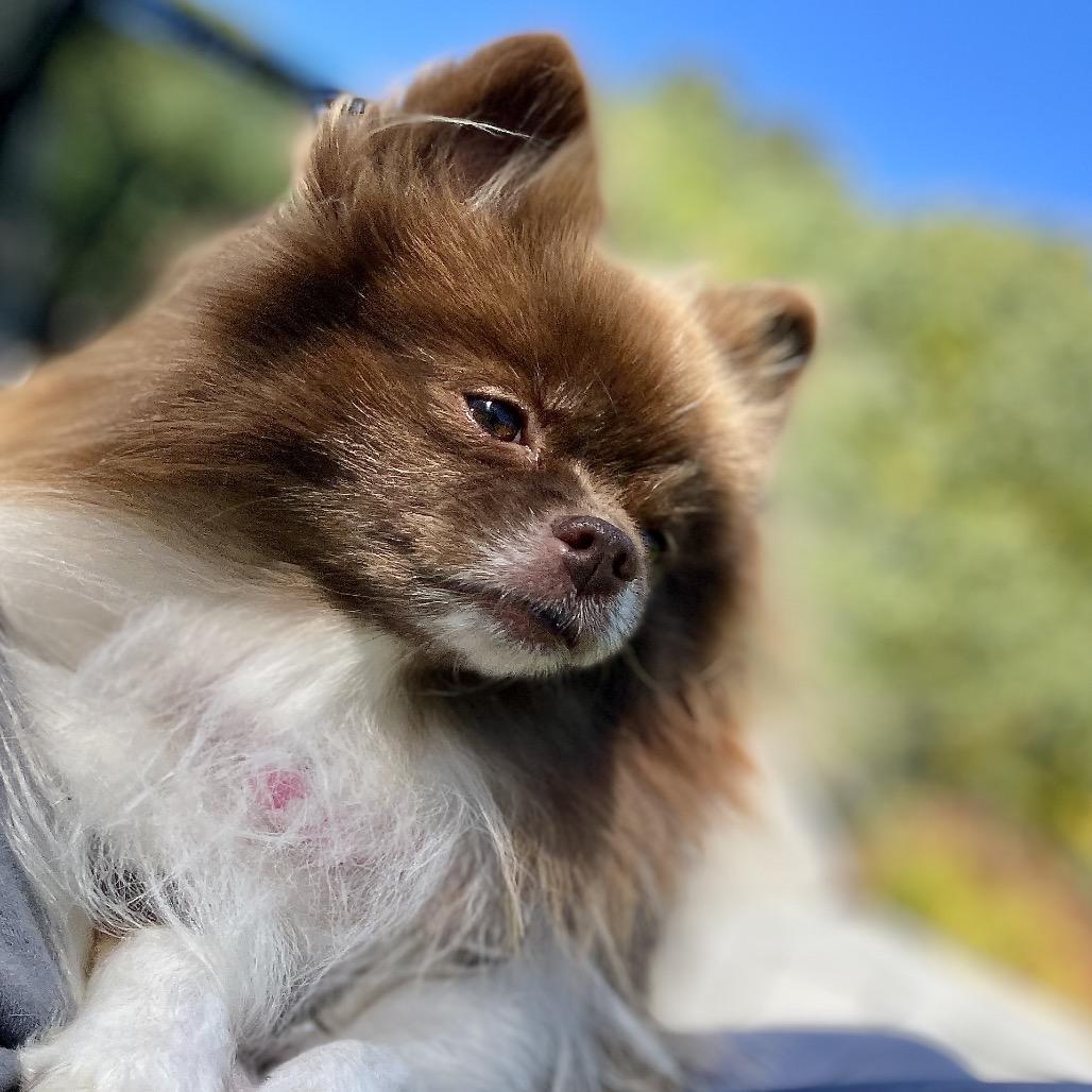 Enlarge Coco, a Adoptable Pomeranian in Scituate, MA image 2/6