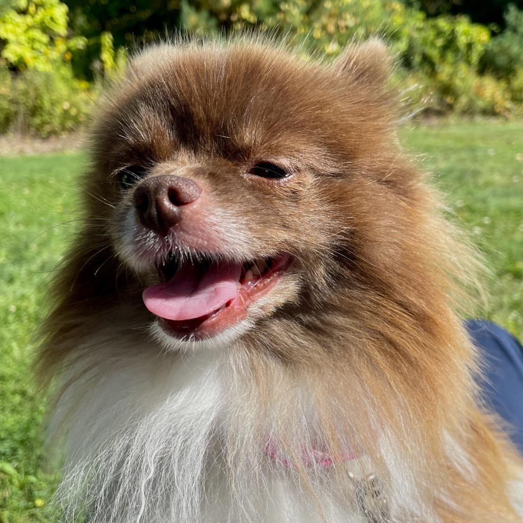 Enlarge Coco, a Adoptable Pomeranian in Scituate, MA image 3/6