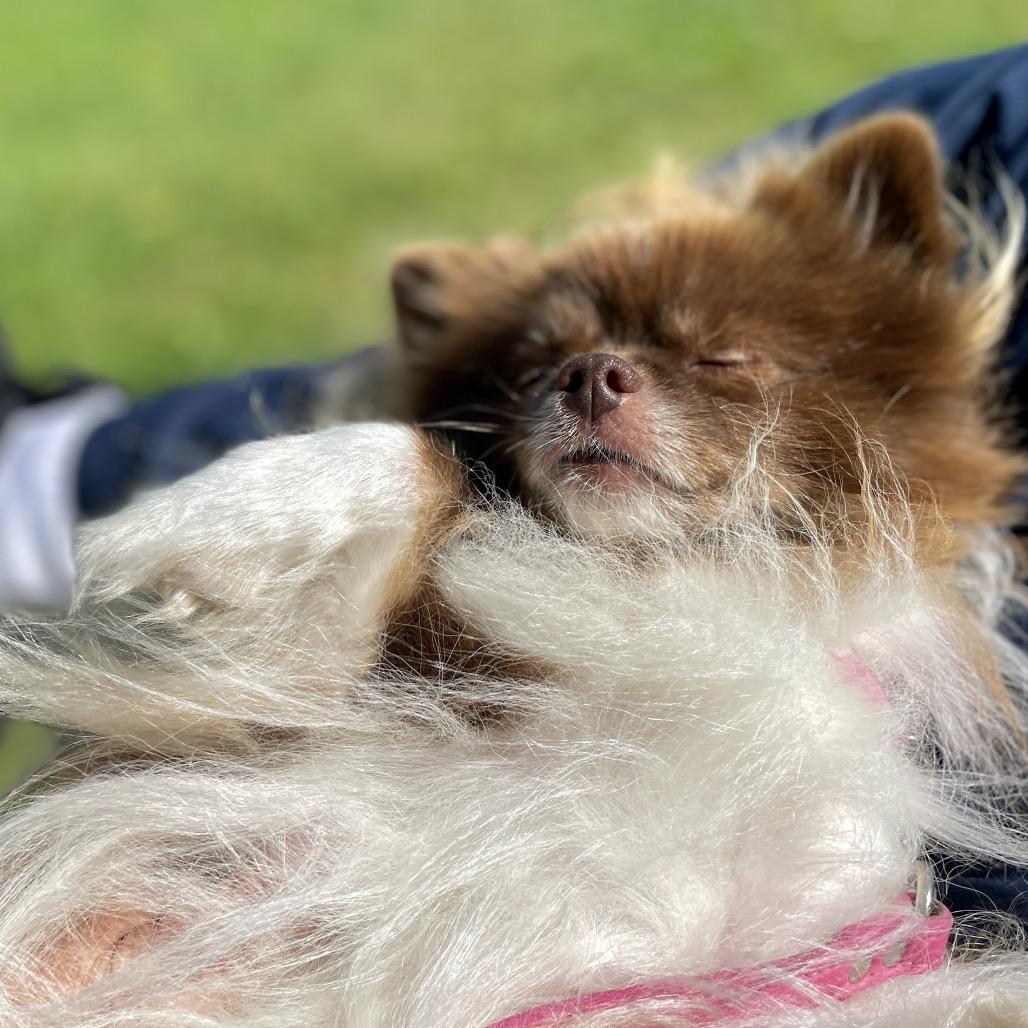 Enlarge Coco, a Adoptable Pomeranian in Scituate, MA image 4/6