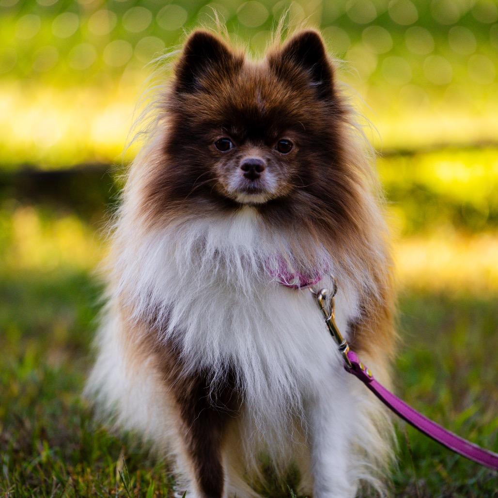 Enlarge Coco, a Adoptable Pomeranian in Scituate, MA image 5/6