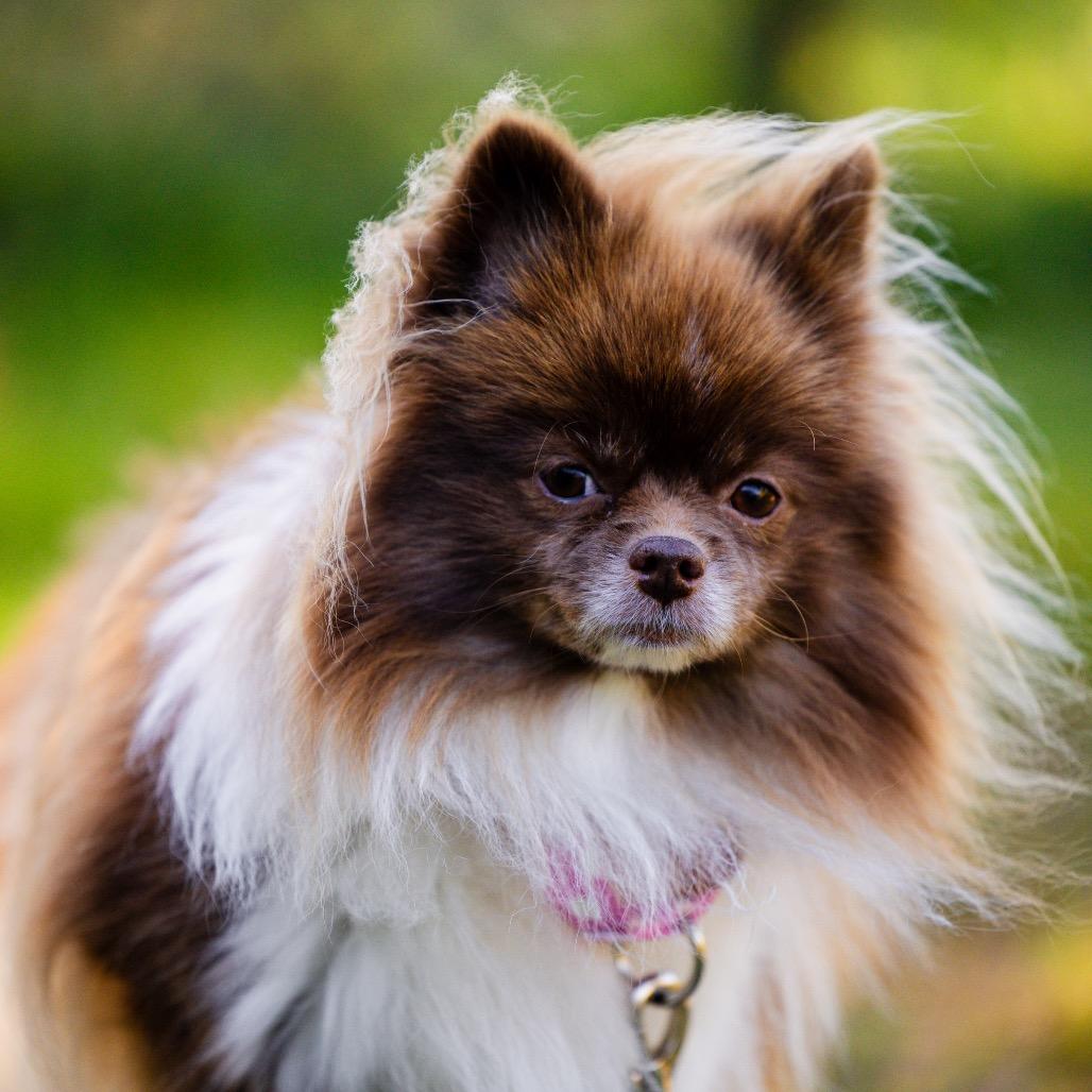 Enlarge Coco, a Adoptable Pomeranian in Scituate, MA image 6/6
