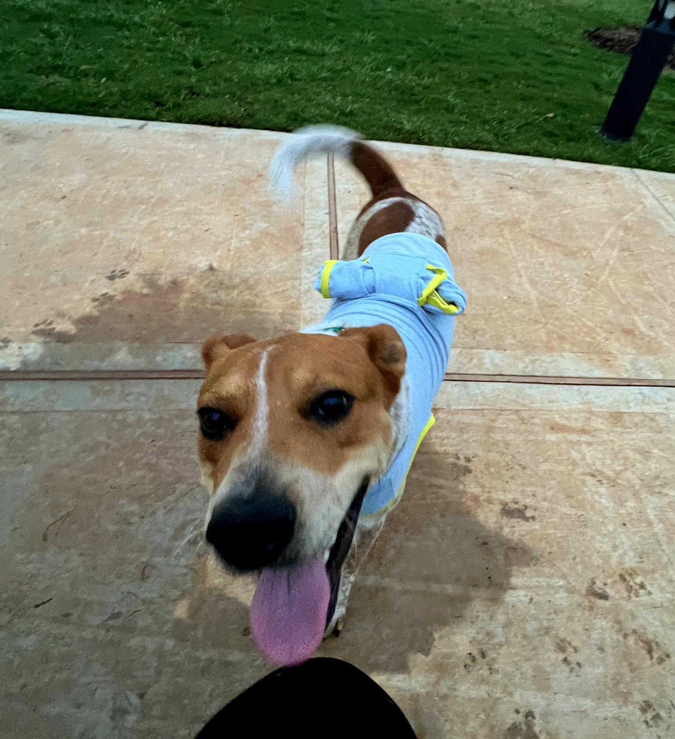 Pumba - Austin, Adoptable, Adult Male Australian Shepherd.