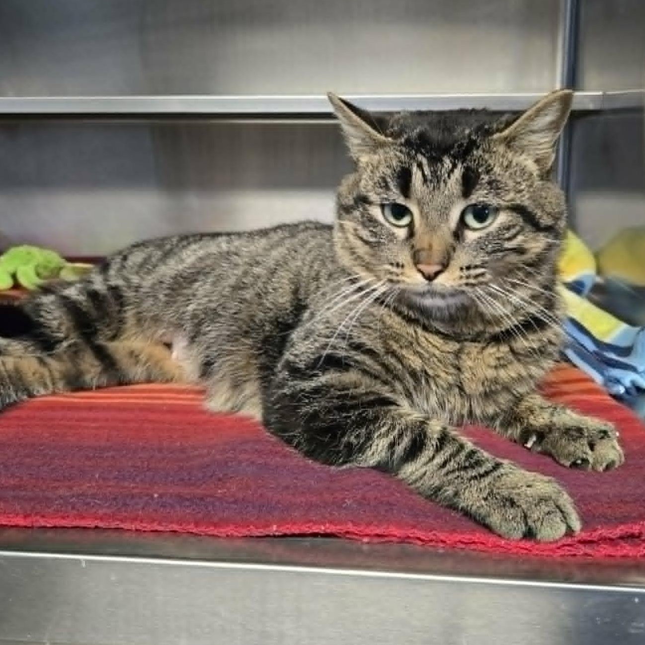 Valeria *Petco Westbend*, a ADOPTABLE Domestic Short Hair in Watertown, WI image 3/3