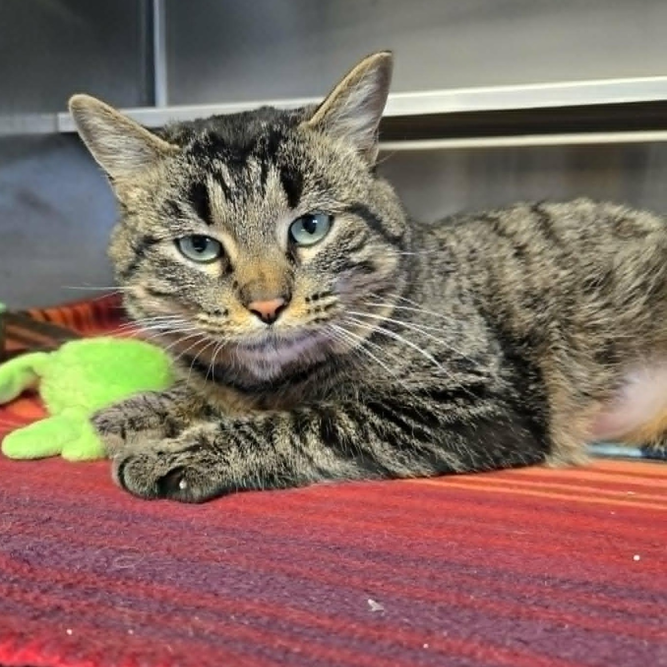 Valeria *Petco Westbend*, ADOPTABLE, Young Female Domestic Short Hair.