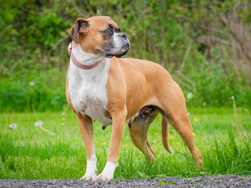 Enlarge Prism, a Adopted Boxer in Pointe-Fortune, QC image 4/4