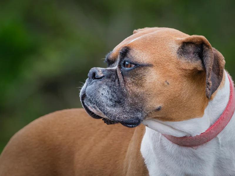 Enlarge Prism, a Adopted Boxer in Pointe-Fortune, QC image 3/4