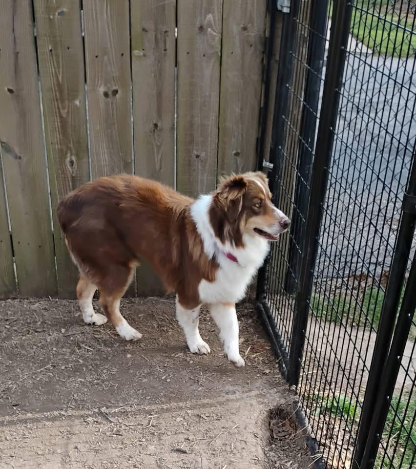 Marie, Adoptable, Adult Female Australian Shepherd.