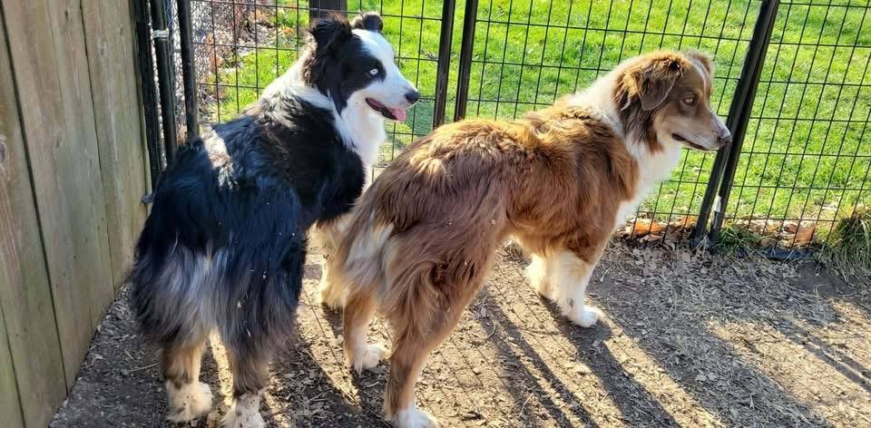 Enlarge Marie, a Adoptable Australian Shepherd in Indianapolis, IN image 2/3