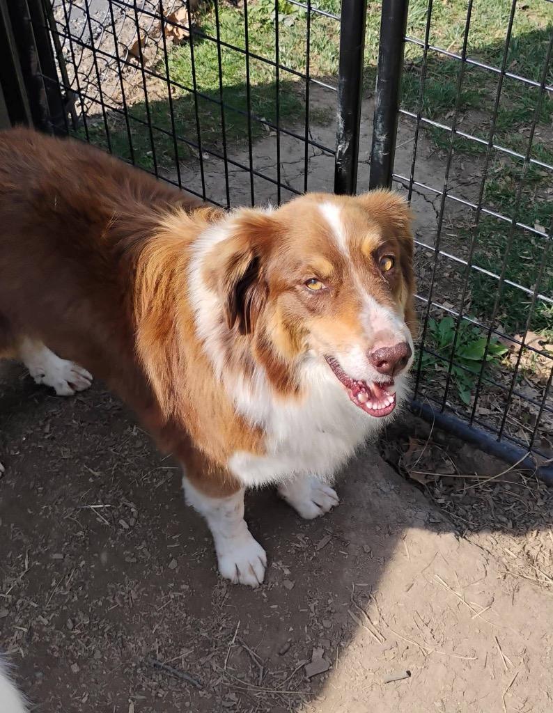 Enlarge Marie, a Adoptable Australian Shepherd in Indianapolis, IN image 3/3