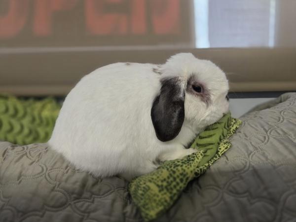 Elliot, Adoptable, Adult Male Lionhead.