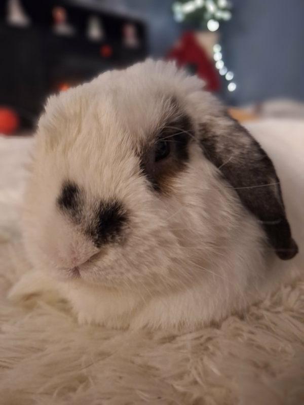 Enlarge Elliot, a Adoptable mixed breed in Salmon Arm, BC image 2/2