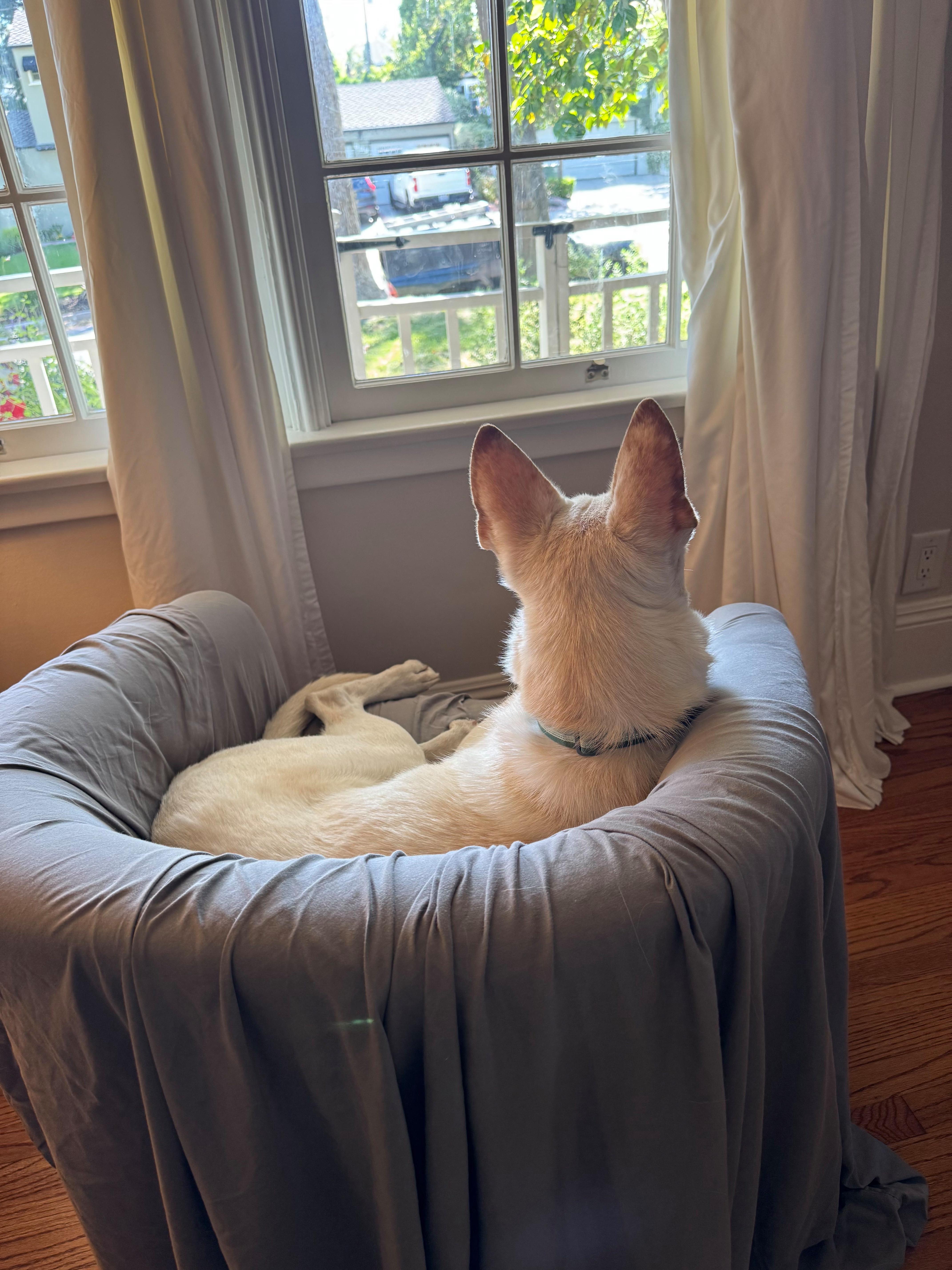 Enlarge Billy, a Adoptable mixed breed in Los Angeles, CA image 3/6