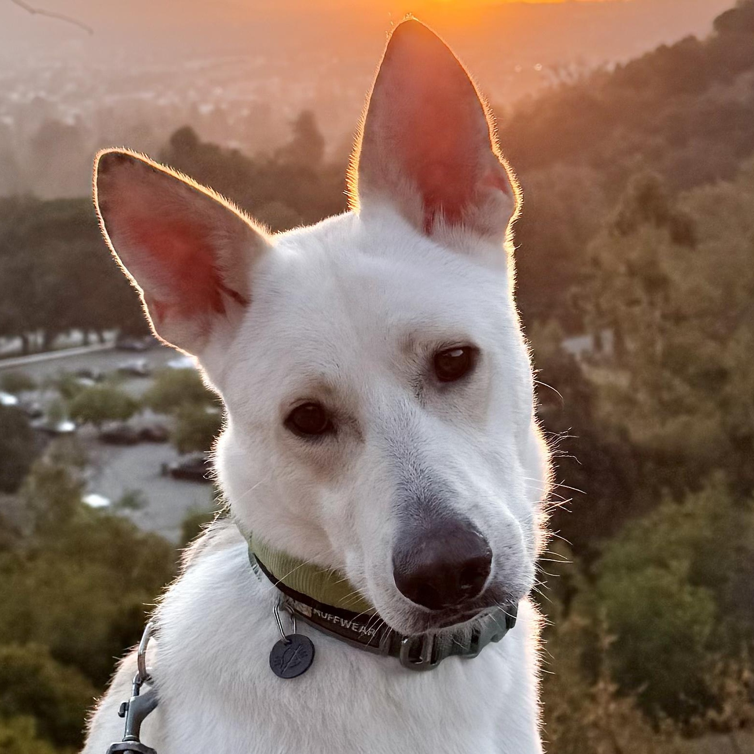 Billy, Adoptable, Adult Male Husky.