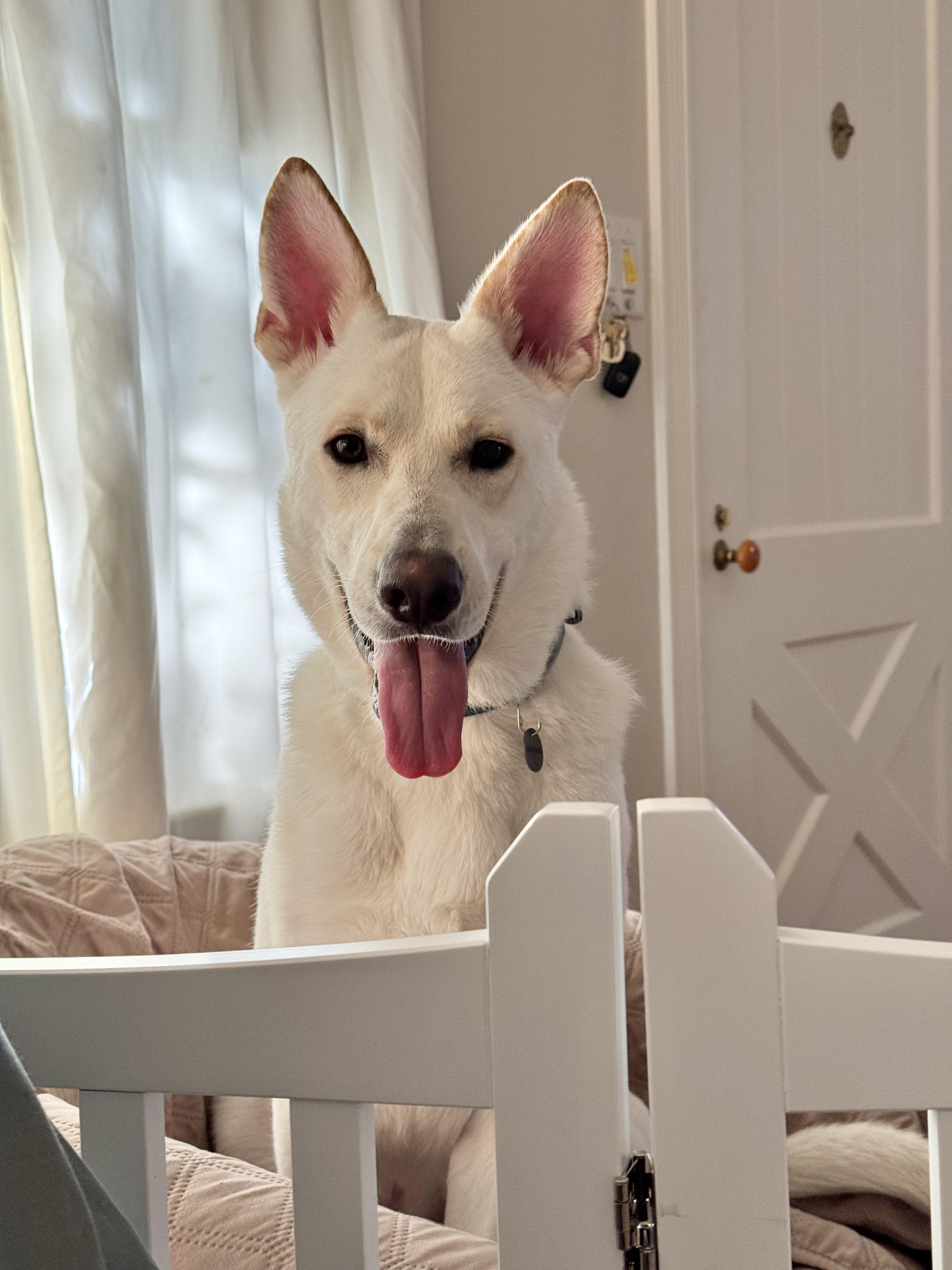 Enlarge Billy, a Adoptable mixed breed in Los Angeles, CA image 3/5