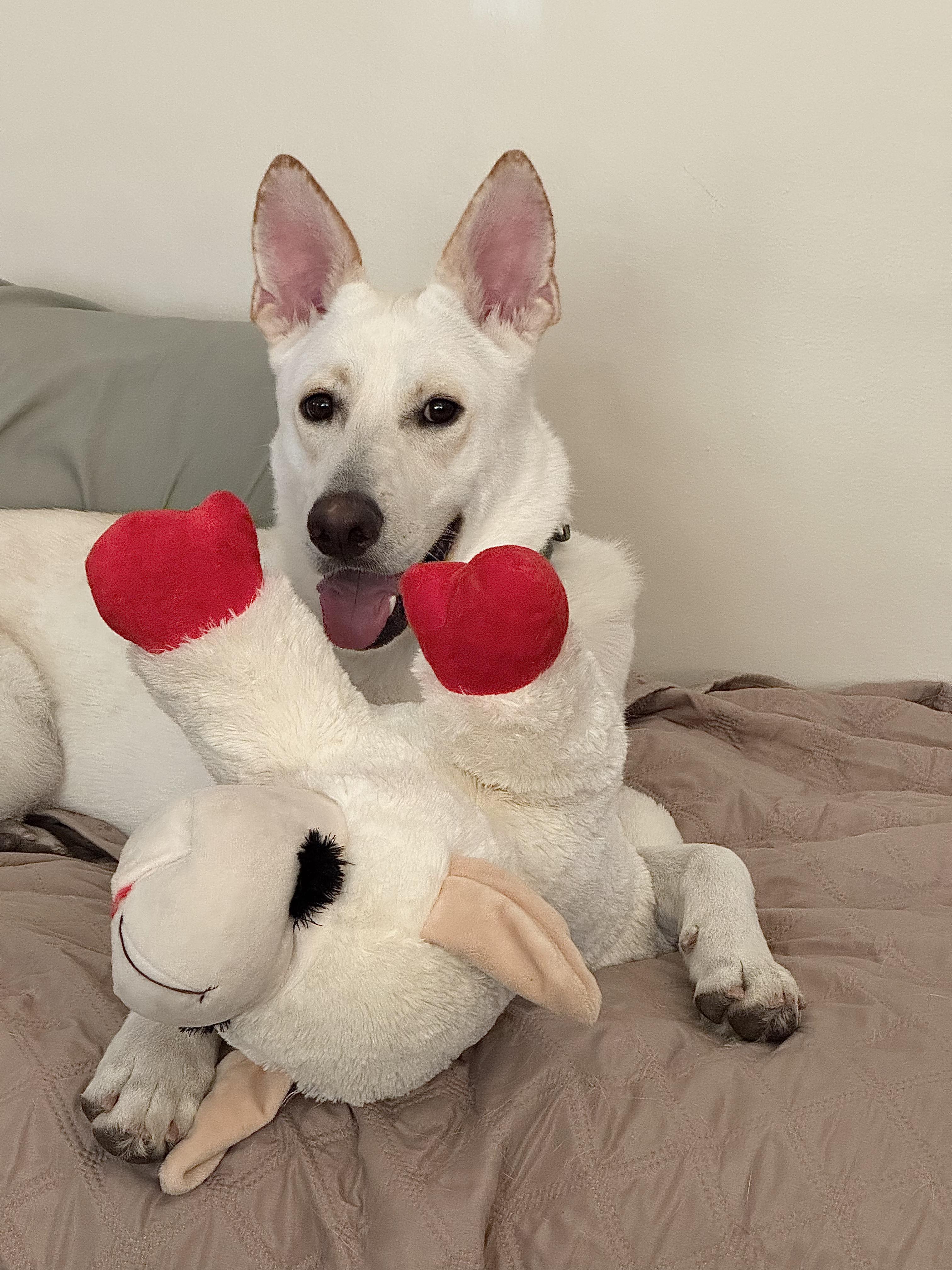 Enlarge Billy, a Adoptable mixed breed in Los Angeles, CA image 4/5