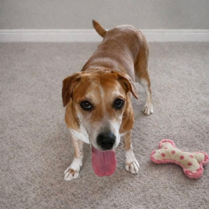 Enlarge May, a Adoptable mixed breed in Verona, NJ image 1/3