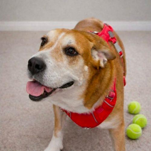 Enlarge May, a Adoptable mixed breed in Verona, NJ image 2/3