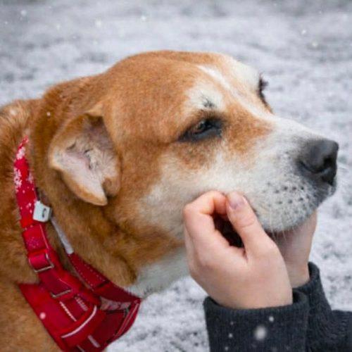 Enlarge May, a Adoptable mixed breed in Verona, NJ image 3/3