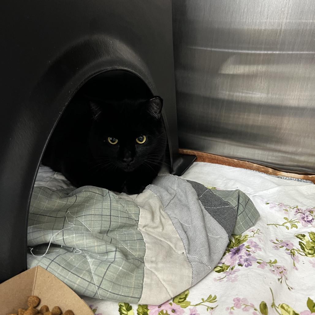 Grease Lightning thumbnail 2