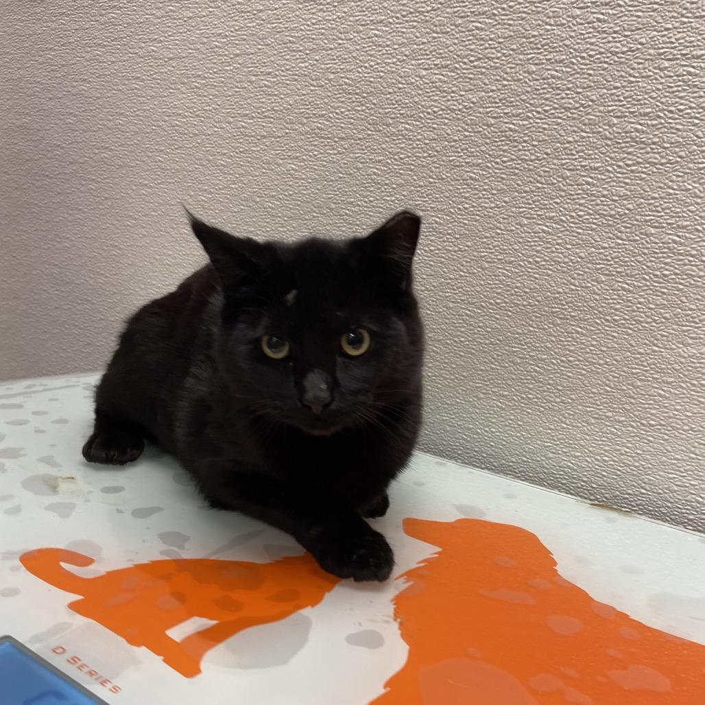 Grease Lightning thumbnail 3