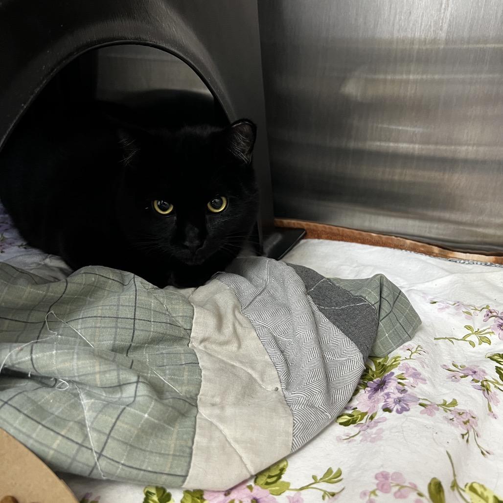 Grease Lightning thumbnail 4