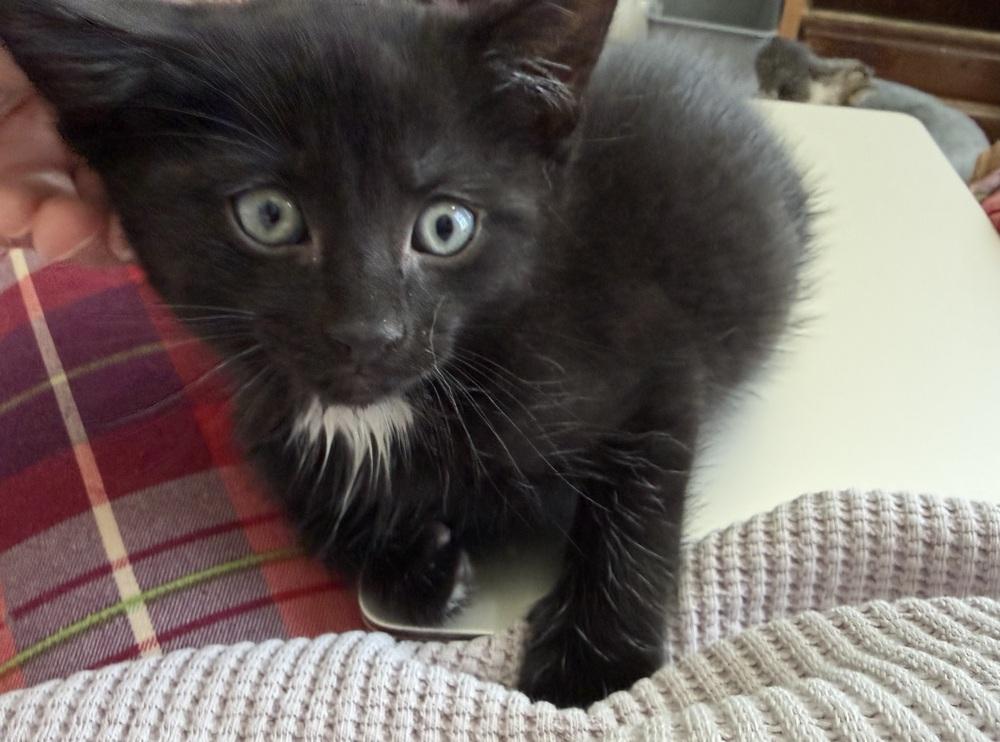 Spiderweb: Goliath, a Adoptable mixed breed in Warren, CT image 1/6