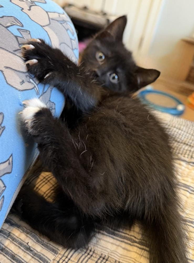 Spiderweb: Goliath, a Adoptable mixed breed in Warren, CT image 2/6