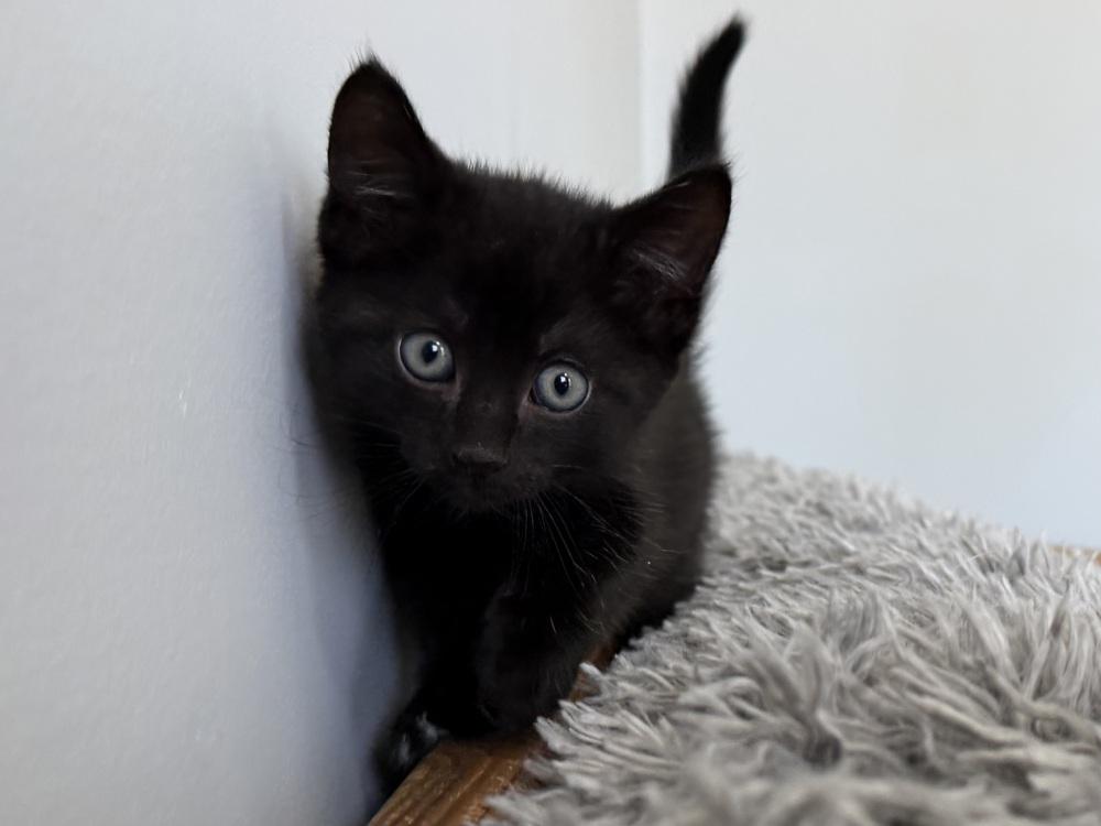 Spiderweb: Goliath, a Adoptable mixed breed in Warren, CT image 5/6