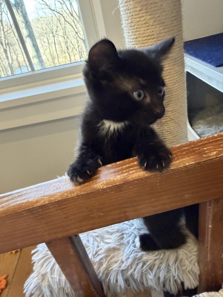 Spiderweb: Goliath, a Adoptable mixed breed in Warren, CT image 6/6