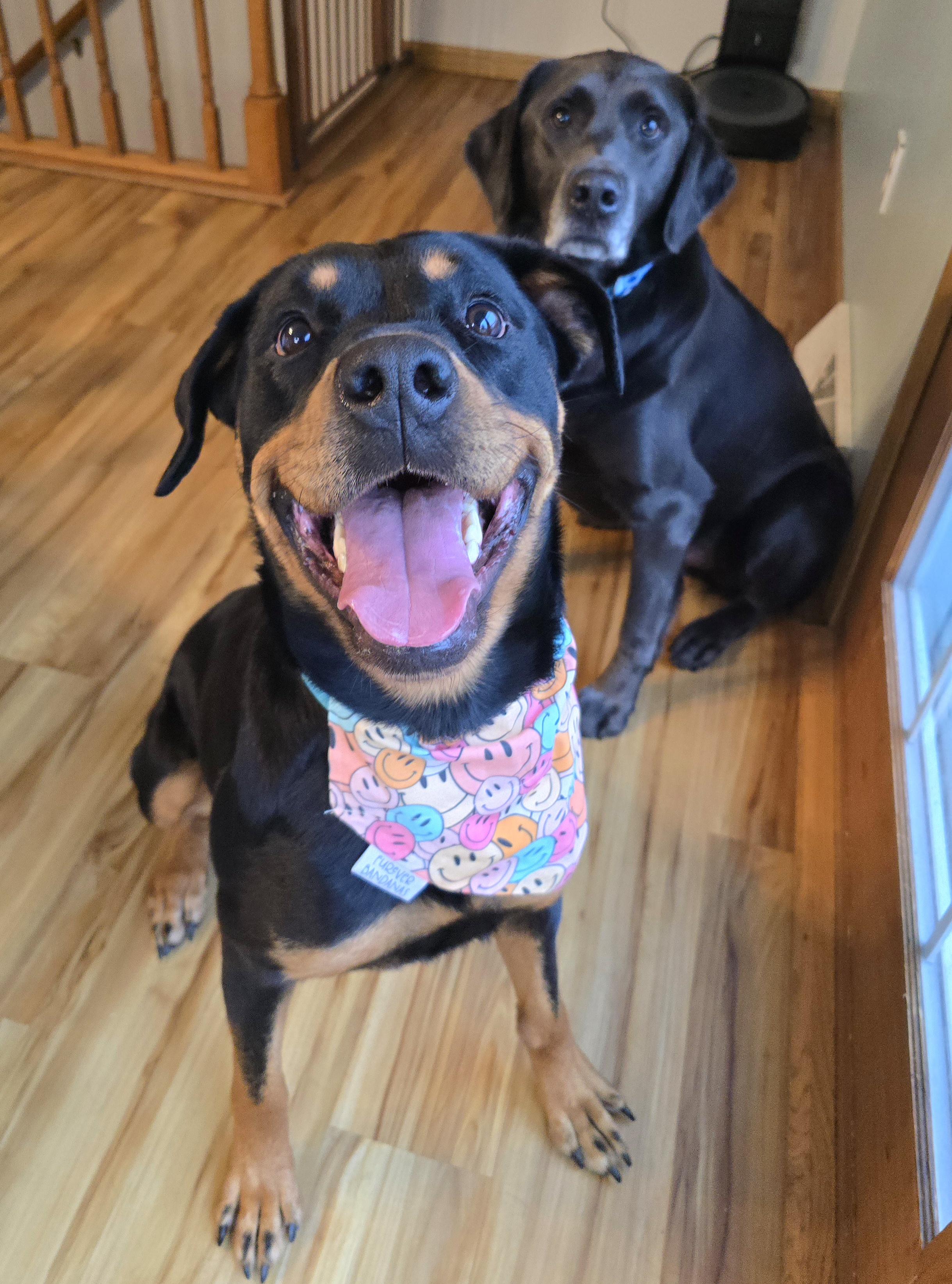 Enlarge Tiana, a ADOPTABLE Rottweiler in Cedar Rapids, IA image 2/6