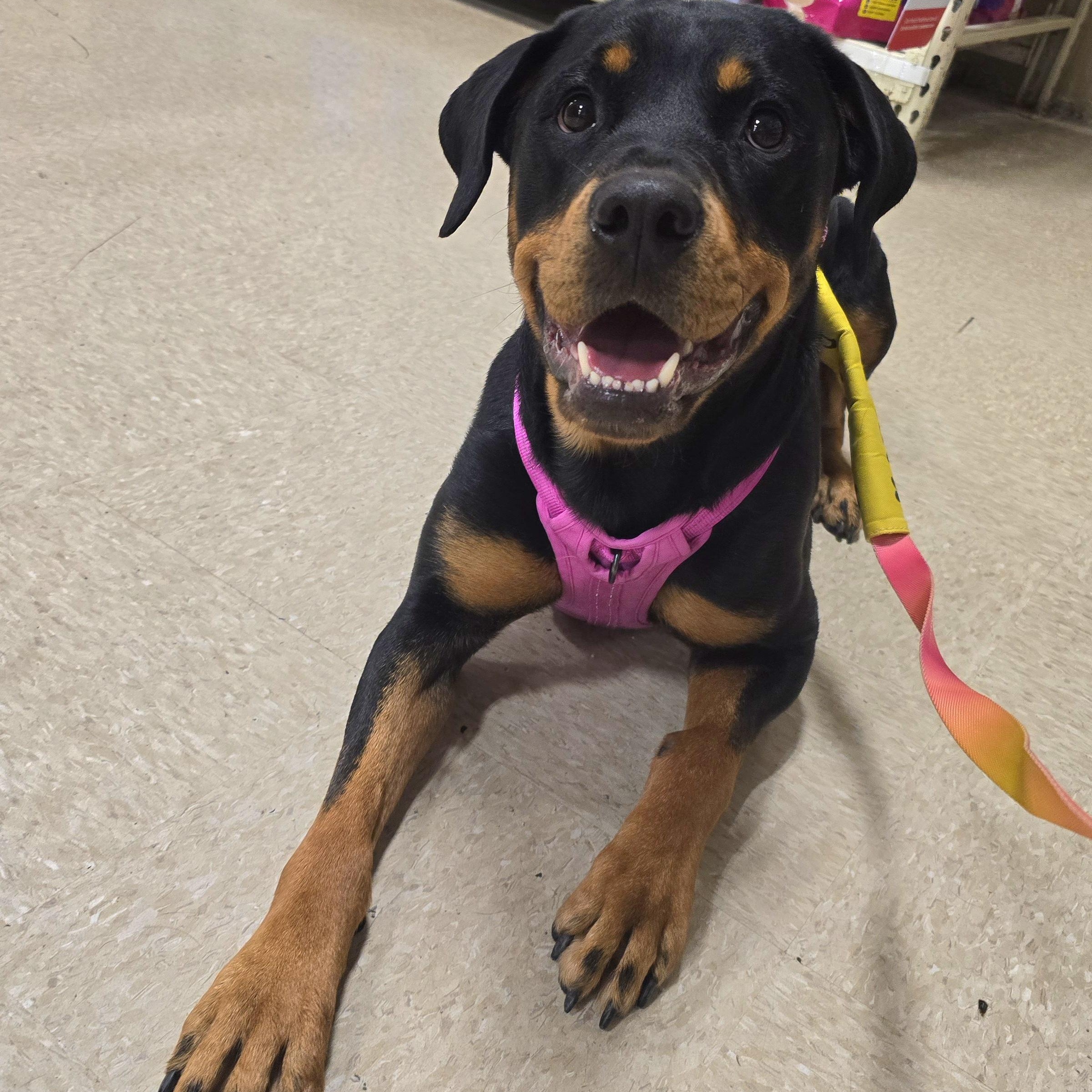 Tiana, ADOPTABLE, Young Female Rottweiler.