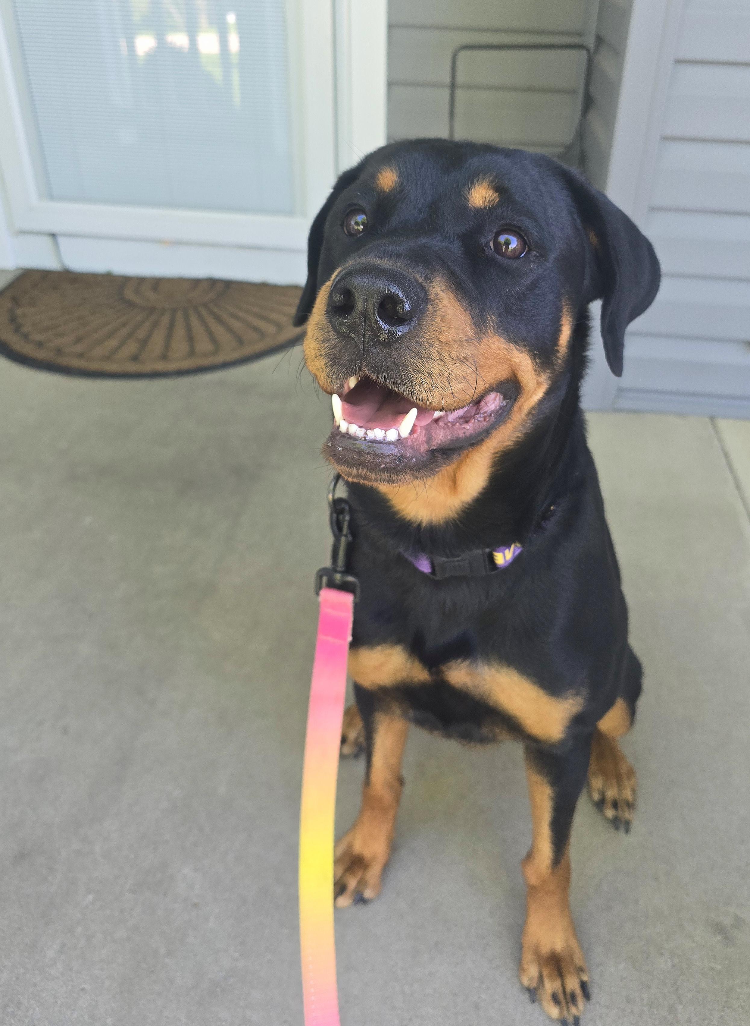 Tiana, a ADOPTABLE Rottweiler in Cedar Rapids, IA image 4/6