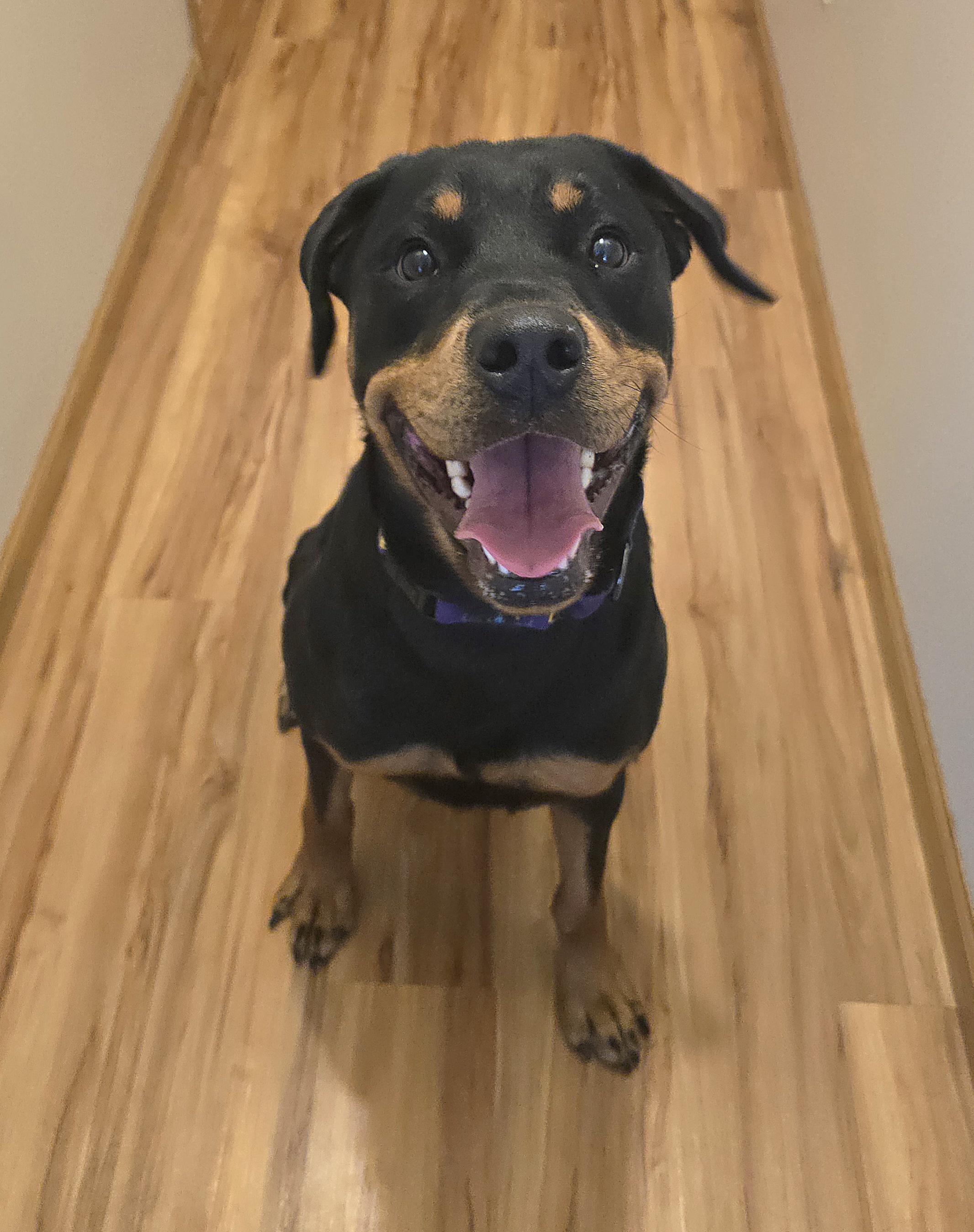 Enlarge Tiana, a ADOPTABLE Rottweiler in Cedar Rapids, IA image 3/6