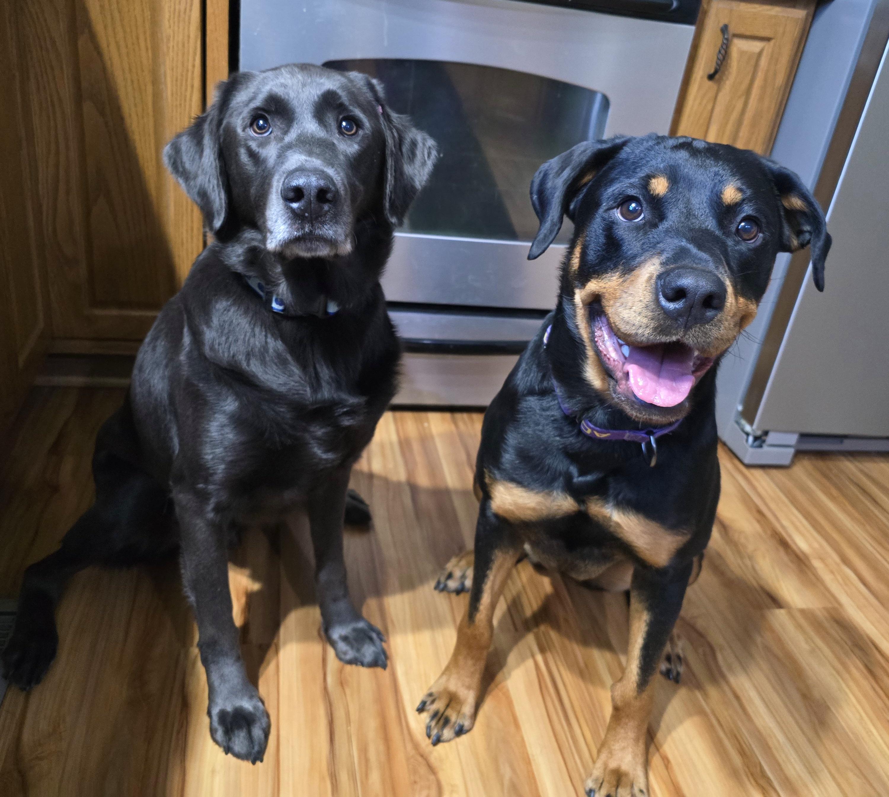 Tiana, a ADOPTABLE Rottweiler in Cedar Rapids, IA image 5/6