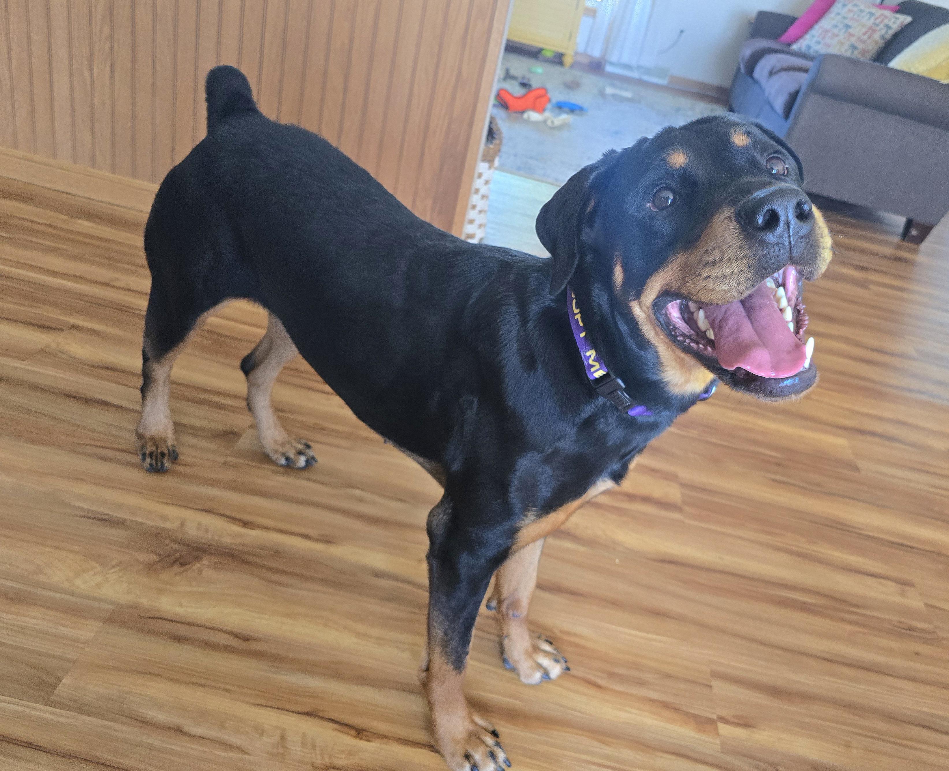 Enlarge Tiana, a ADOPTABLE Rottweiler in Cedar Rapids, IA image 6/6