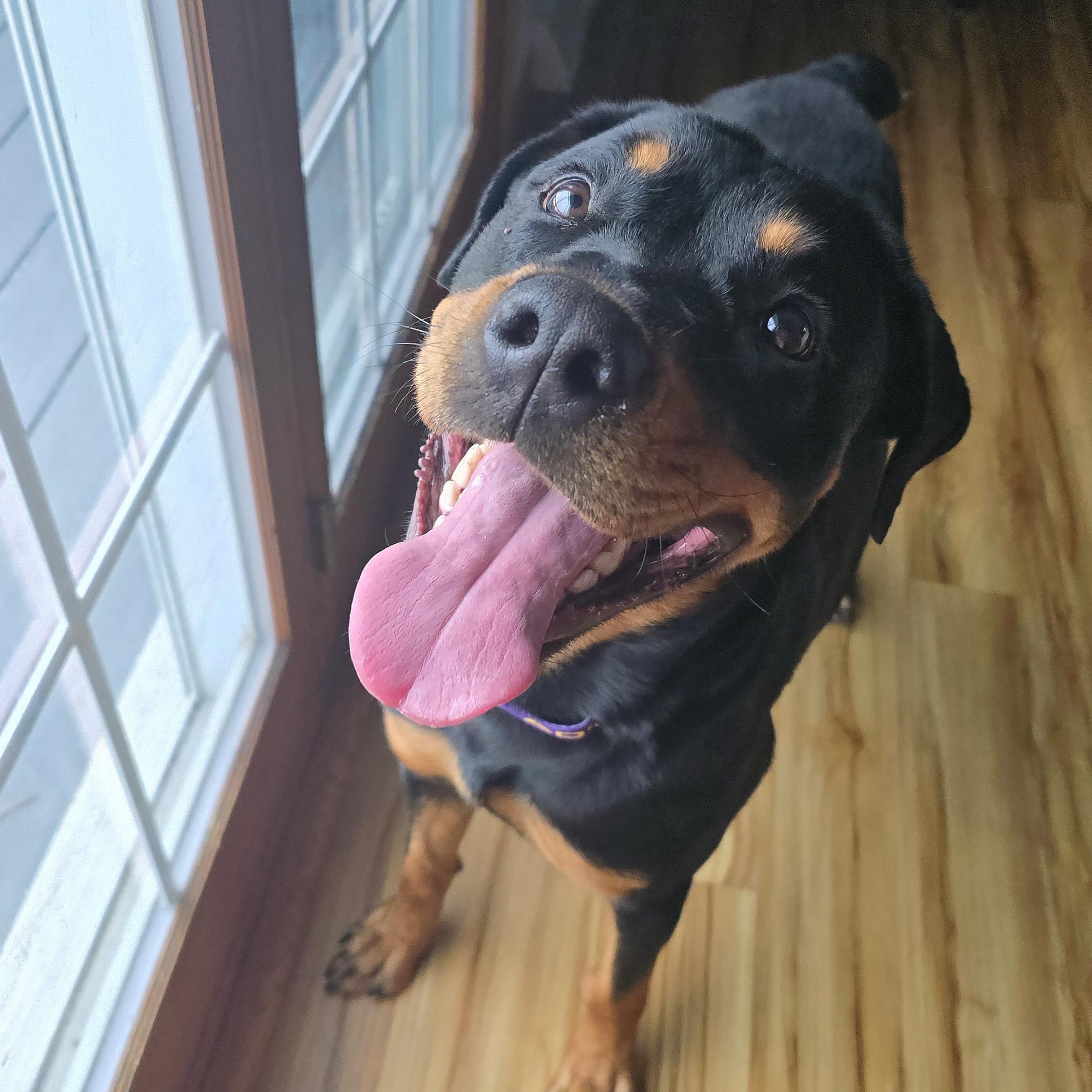 Enlarge Tiana, a ADOPTABLE Rottweiler in Cedar Rapids, IA image 1/6