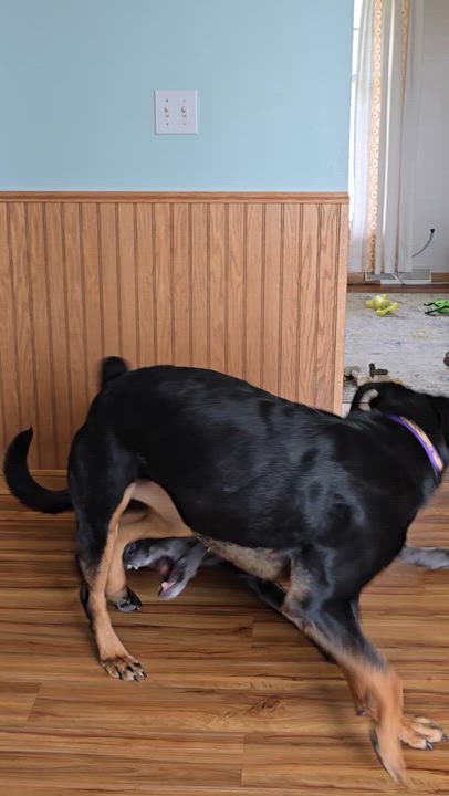 Enlarge Tiana, a ADOPTABLE Rottweiler in Cedar Rapids, IA video 5/6