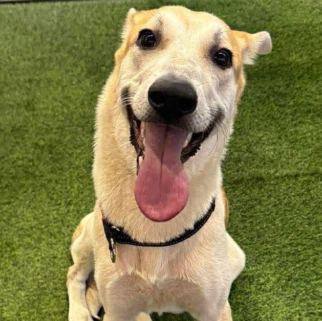 Enlarge Frosty, a ADOPTABLE mixed breed in Scarborough, ON image 1/5