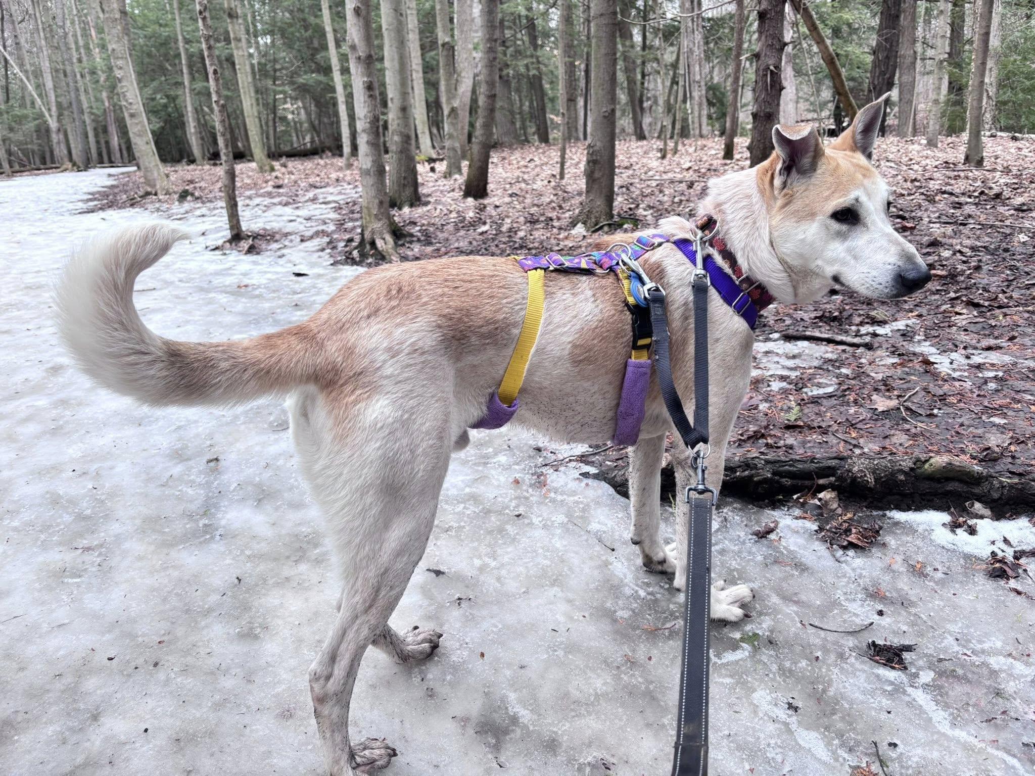 Enlarge Frosty, a ADOPTABLE mixed breed in Scarborough, ON image 3/5