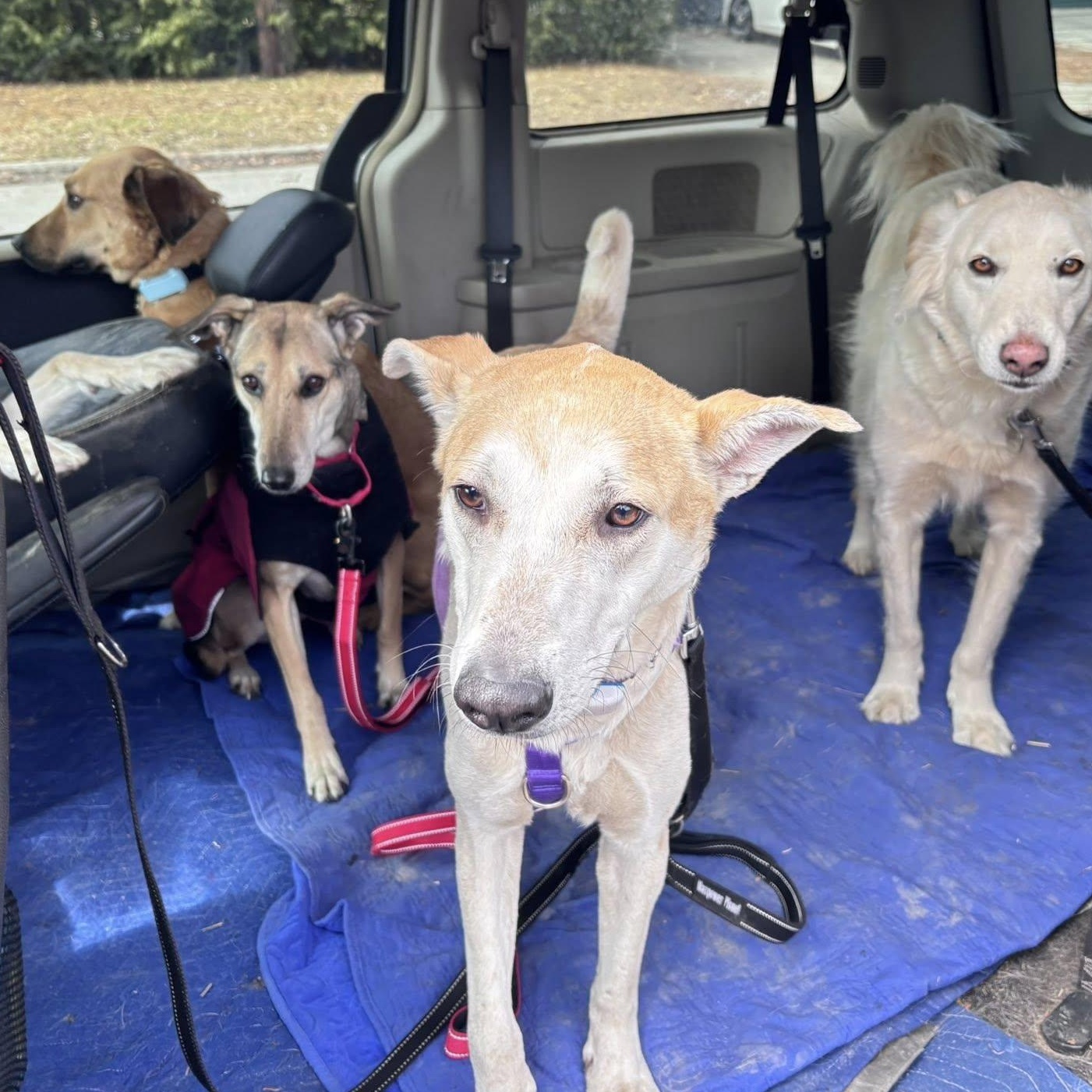 Enlarge Frosty, a ADOPTABLE mixed breed in Scarborough, ON image 2/5